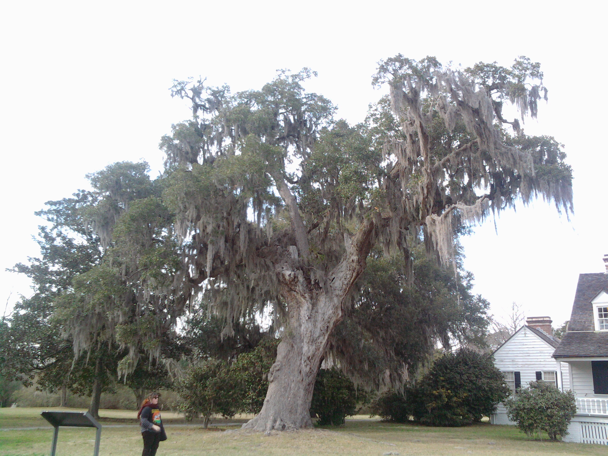 Charleston Tree The Source
