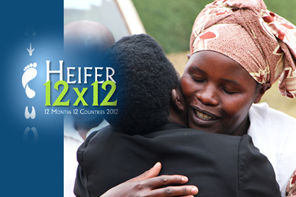 Heifer 12x12