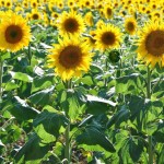 Sunflowers In France