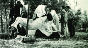 Curious Oglethorpe medical students standing atop dead elephant on campus after they had dissected it and before burial.  