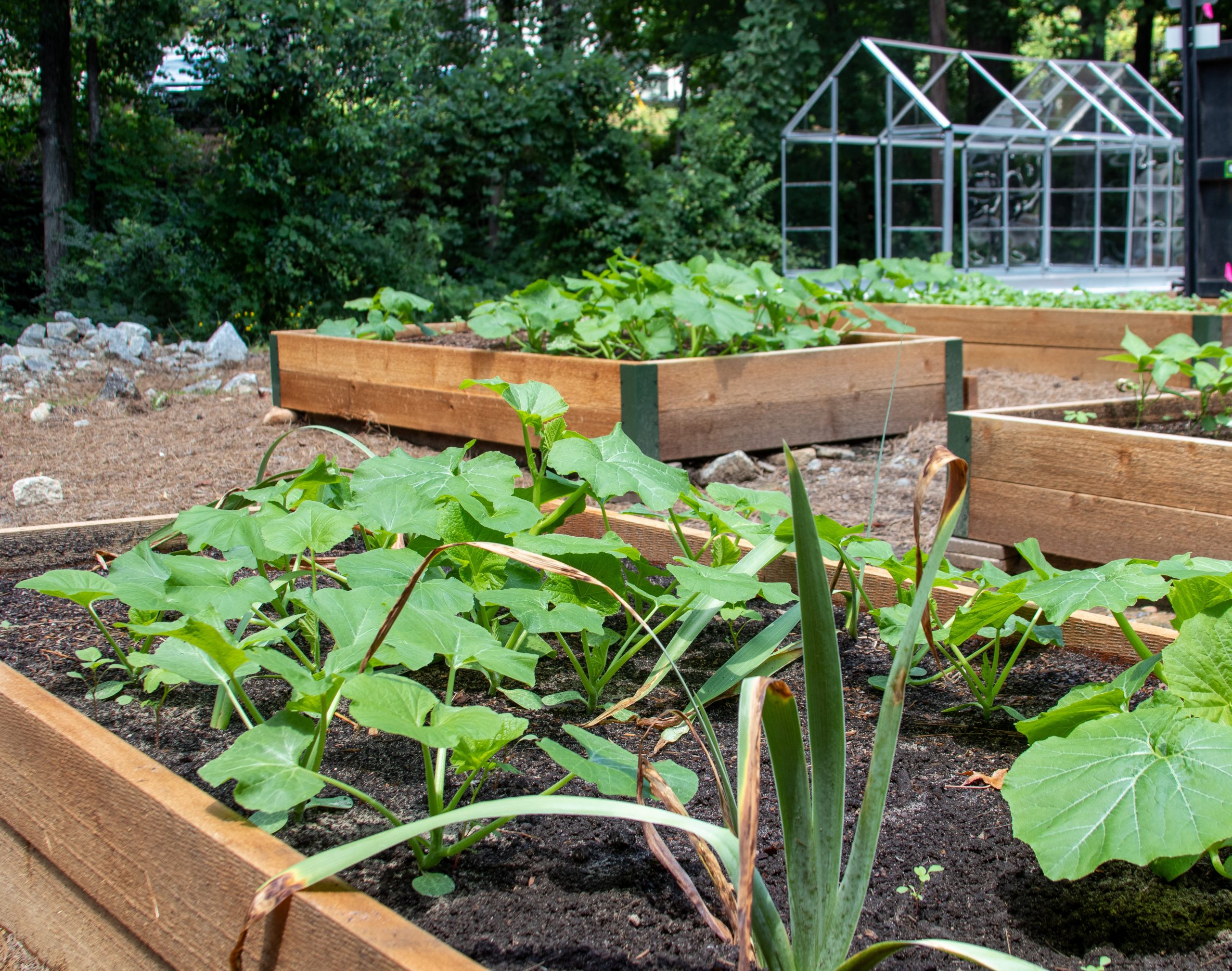 New community garden to support campus sustainability, combat food 