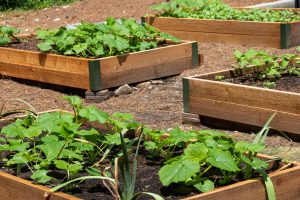 Four plant beds in Petey's Garden with growing crops